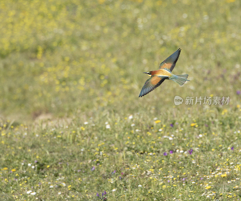 欧洲食蜂者，Merops Apiaster，飞过一片花丛。